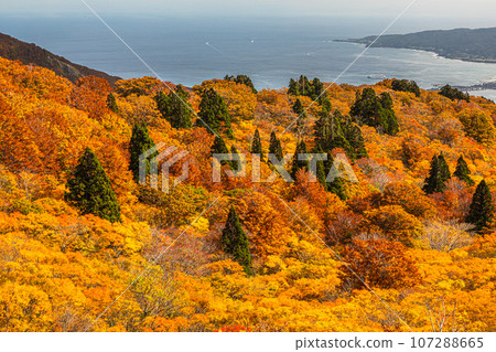 [Niigata Prefecture/Sado/Autumn leaves] Let's overlook Sado Island while watching the autumn leaves October 107288665