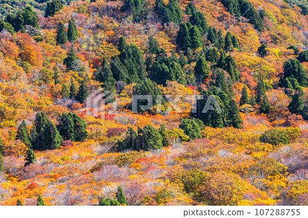 [Niigata Prefecture/Sado/Autumn leaves] Let's overlook Sado while looking at the autumn leaves October 107288755