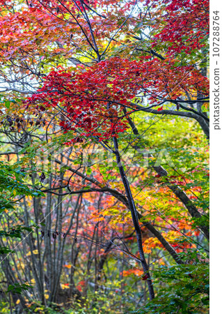 [Niigata Prefecture/Sado/Autumn leaves] Let's overlook Sado while looking at the autumn leaves October 107288764