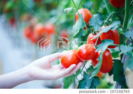 woman hand picking ripe red tomatoes in green house farm 107288765