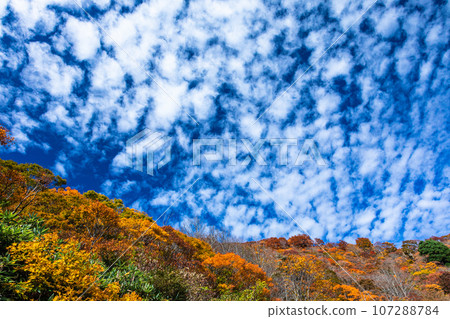 [Niigata Prefecture/Sado/Autumn leaves] Let's overlook Sado while looking at the autumn leaves October 107288784
