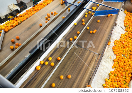 Production facilities for mandarins on agricultural farm 107288862