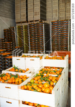 Interior of citrus fruits warehouse with boxes Interior of citrus fruits warehouse with boxes 107289169