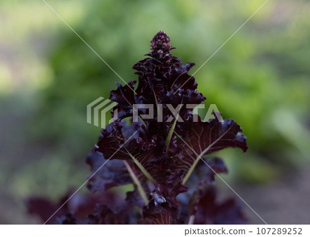 Red curly lettuce growing in a garden bed. Eco-friendly and healthy salad grown in your own garden. The top of the lettuce in the garden is ready to bloom. Red curly lettuce growing in a garden bed. Eco-friendly and healthy salad grown in your own garden. The top of the lettuce in the garden is ready to bloom. 107289252