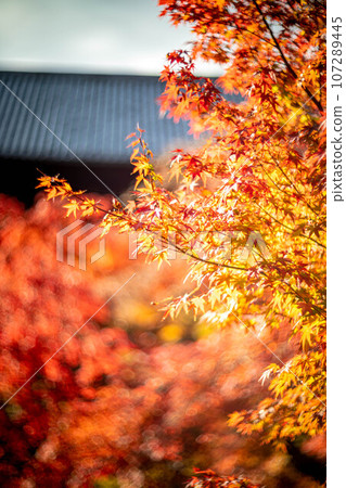 Autumn at Nanzen-ji Temple, bright red autumn leaves on the grounds of Nanzen-ji Temple and the tiled roof of the Sanmon Gate 107289445