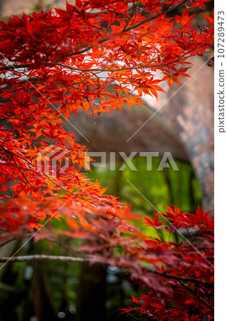 南禪寺、南禪寺境內的秋天,鮮紅的秋葉和水樓閣 南禪寺、南禪寺境內的秋天,鮮紅的秋葉和水樓閣 107289473