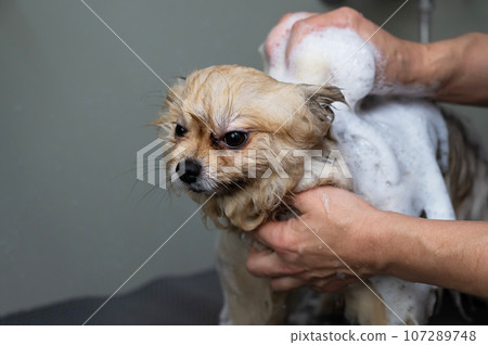 Groomer woman washing spitz dog with shampoo.  107289748