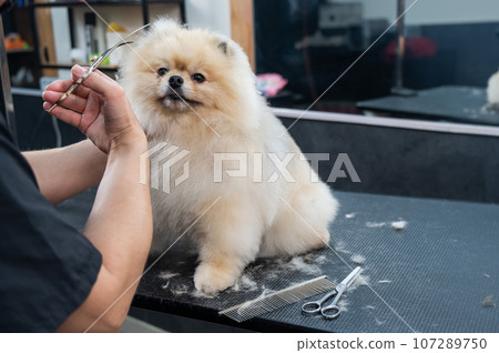 A woman makes a pomeranian haircut with scissors. Spitz dog in a grooming salon. 107289750