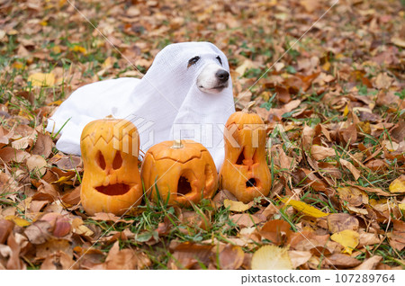 Dog jack russell terrier in a ghost costume with jack-o-lantern pumpkins in the autumn forest.  107289764