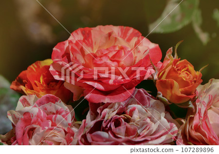 Bicolor  yellow red roses with stripes.  107289896