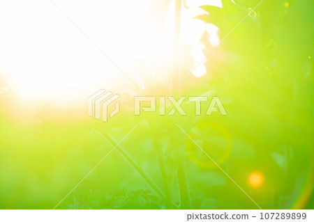 Nature organic eco product blurry background.  107289899