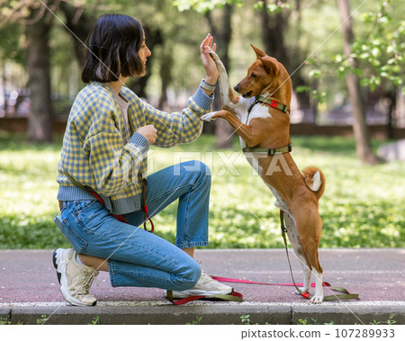 African dog sabbenji high fives the owner on a walk in the park. African dog sabbenji high fives the owner on a walk in the park. 107289933