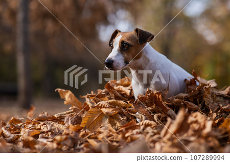 Jack Russell Terrier dog in a pile of yellow fallen leaves.  107289994
