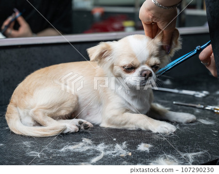 Woman cutting cute shorthair chihuahua dog in grooming salon. Woman cutting cute shorthair chihuahua dog in grooming salon. 107290230