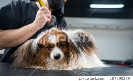 A woman combs out the undercoat of a dog. Portrait of Papillon Continental Spaniel in the grooming salon. A woman combs out the undercoat of a dog. Portrait of Papillon Continental Spaniel in the grooming salon. 107290259