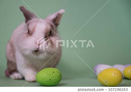 Easter Bunny on a green background with colorful painted eggs. 107290263