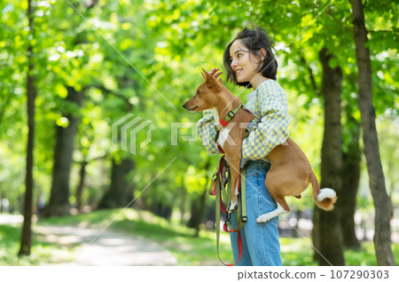 A young beautiful woman holds a dog in her arms for a walk. non-barking african basenji dog.  107290303