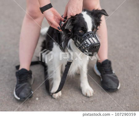 Woman walks 2 dogs. Close-up of female legs, border collie and bull terrier in muzzles and on leashes on a walk outdoors. Woman walks 2 dogs. Close-up of female legs, border collie and bull terrier in muzzles and on leashes on a walk outdoors. 107290359