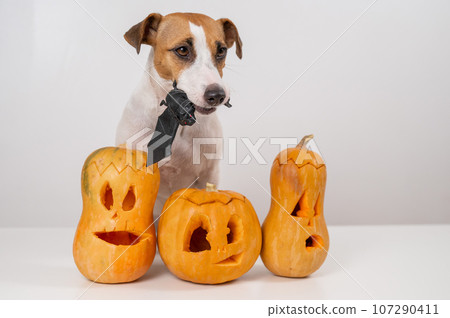 Jack Russell Terrier dog holding a bat next to three jack-o-lanterns on a white background. Jack Russell Terrier dog holding a bat next to three jack-o-lanterns on a white background. 107290411