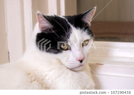 Thick white cat on the floor portrait closeup 107290438