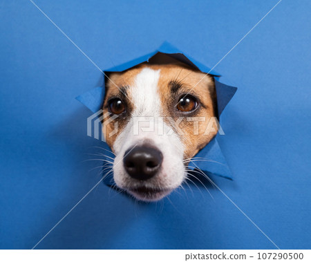 Funny dog jack russell terrier leans out of a hole in a paper blue background. Funny dog jack russell terrier leans out of a hole in a paper blue background. 107290500