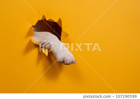 Dog jack russell terrier tore paw cardboard orange background. Dog jack russell terrier tore paw cardboard orange background. 107290599