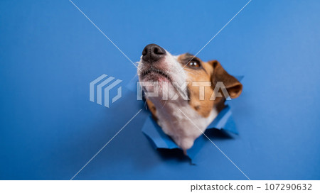 Funny dog jack russell terrier leans out of a hole in a paper blue background.  107290632