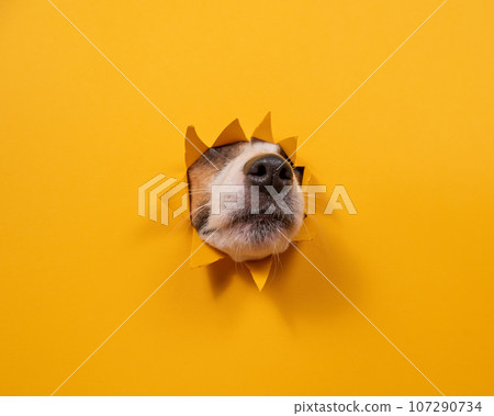 Dog jack russell terrier broke through orange cardboard background. Dog jack russell terrier broke through orange cardboard background. 107290734