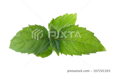 Bergamot green leaves isolated on a white background. Monarda didyma leaves. Oswego tea, scarlet beebalm. 107291303