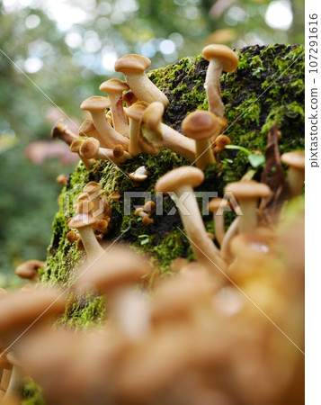 mushrooms, lots of them 107291616