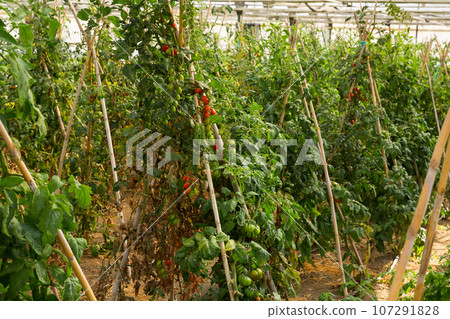 Growing tomatoes in greenhouse 107291828