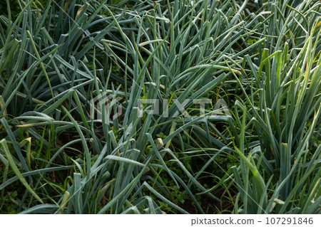 Plantation of young chives Plantation of young chives 107291846