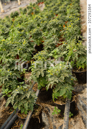 Seedlings of tomatoes growing in pots in greenhouse Seedlings of tomatoes growing in pots in greenhouse 107291864