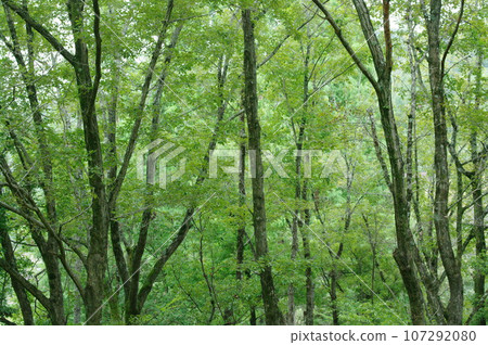 Forest landscape Forest landscape 107292080