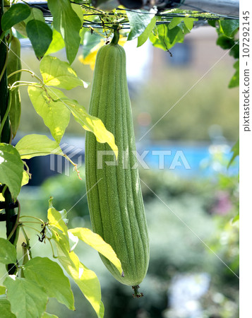 Cultivation of loofah 107292145