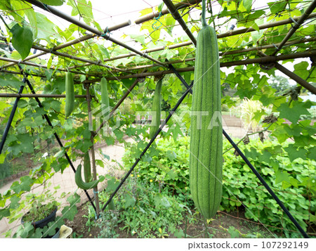 Cultivation of loofah 107292149
