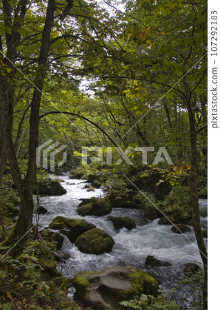 Beautiful view of Oirase Stream, Towada City, Aomori Prefecture 107292183