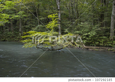 Beautiful view of Oirase Stream, Towada City, Aomori Prefecture 107292185