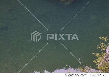 Schools of fish and beautiful water, Dakigaeri Valley, Semboku City, Akita Prefecture Schools of fish and beautiful water, Dakigaeri Valley, Semboku City, Akita Prefecture 107292375