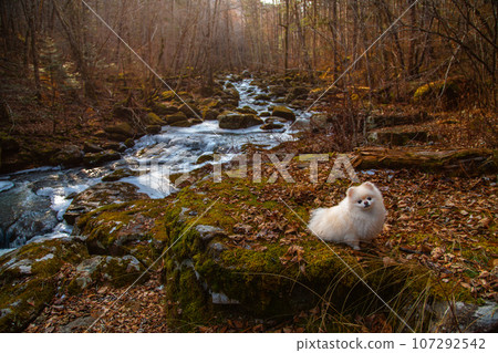 Autumn mountain river. Forest in november Autumn mountain river. Forest in november 107292542