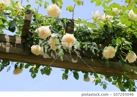 Rose flower fresh snow Rose flower fresh snow 107293046