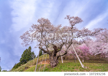 Tonoiri cherry blossoms in the Okitama Sakura Corridor in Shirataka Town, Yamagata Prefecture Tonoiri cherry blossoms in the Okitama Sakura Corridor in Shirataka Town, Yamagata Prefecture 107293236