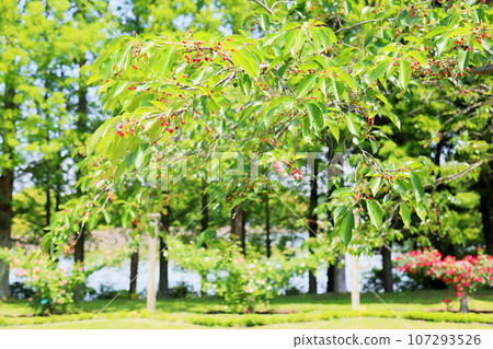 Cute cherry blossoms Cute cherry blossoms 107293526