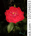 rose in the garden 107294053