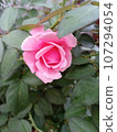 rose in the garden 107294054