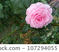 rose in the garden 107294055