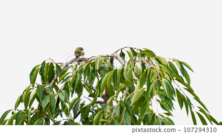 在樹的白尾鹿 107294310