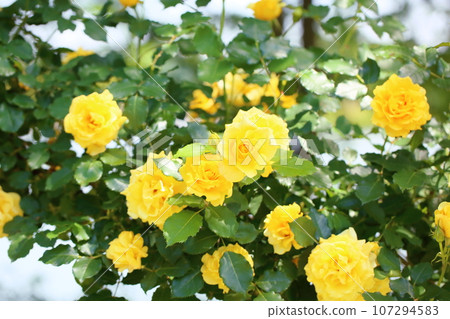 玫瑰花朵金兔子 107294583