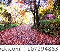 Road of fallen leaves 107294863