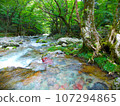 A moss-covered swamp that shines in the fresh greenery 107294865